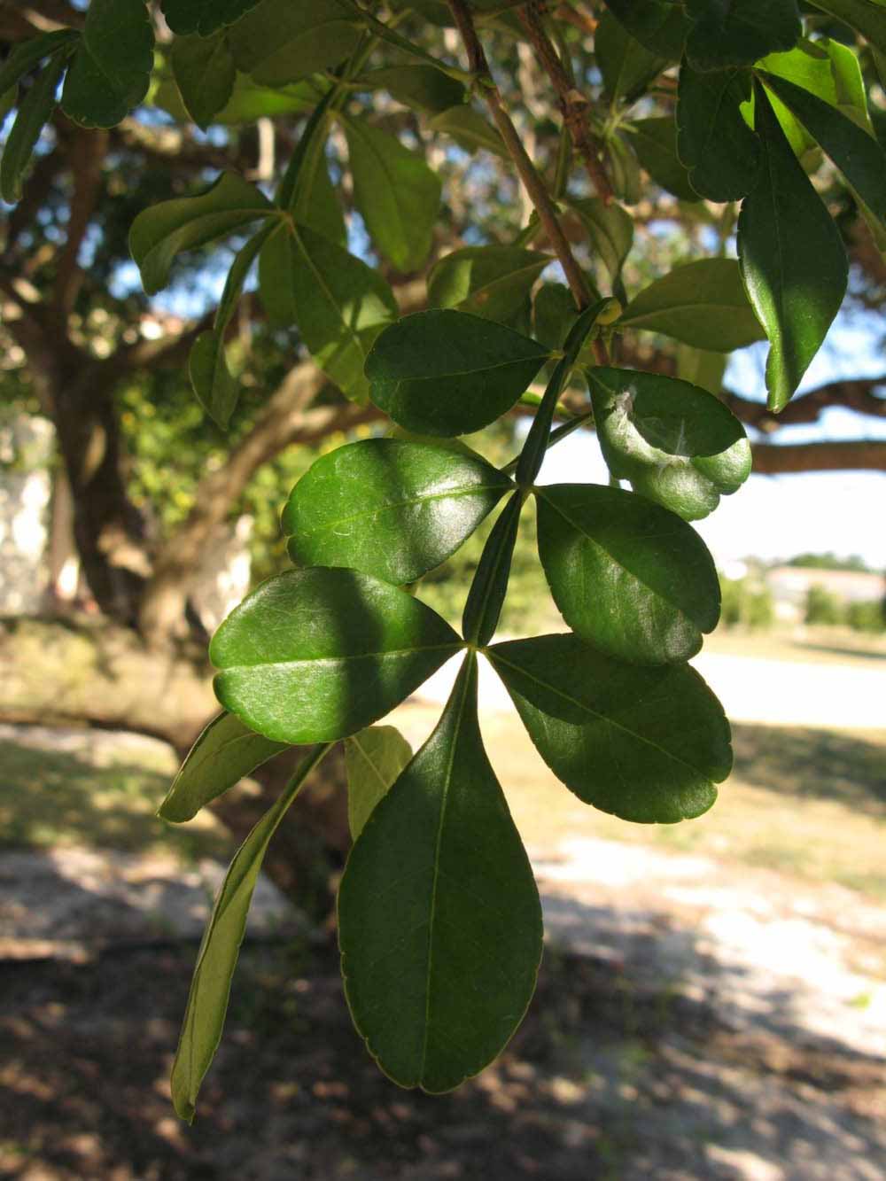            Shade leaves (Winter Haven, FL)   